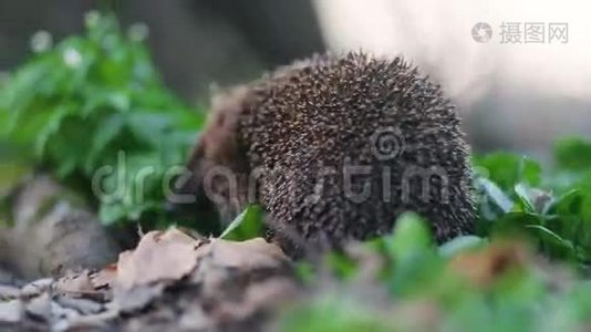 可爱的带刺小刺猬，在靠近树根和绿草的森林里，在干燥的嘴唇上行走视频