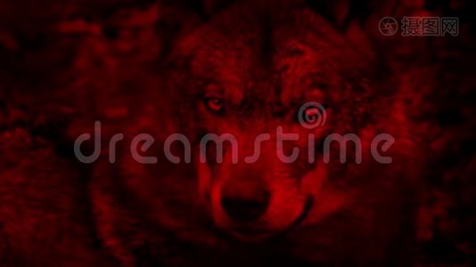 狼环顾四周的血红色抽象视频