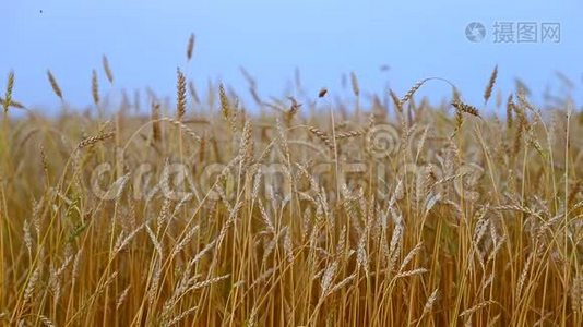 成熟的小麦小穗的金色特写在蓝天背景。 美丽的乡村风景。 成熟的金色黑麦视频