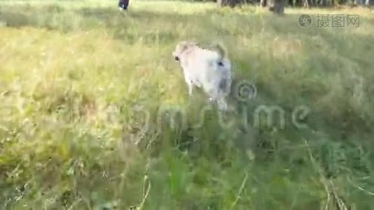 跟着一只狗在田里跑，为年轻人。 拉布拉多犬或金毛猎犬在男主人的身后慢跑视频