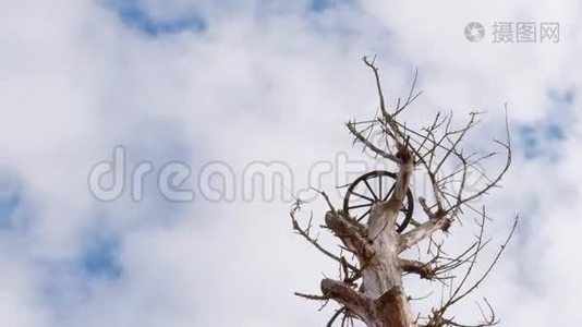 无枝无叶的树作鹳雀巢视频
