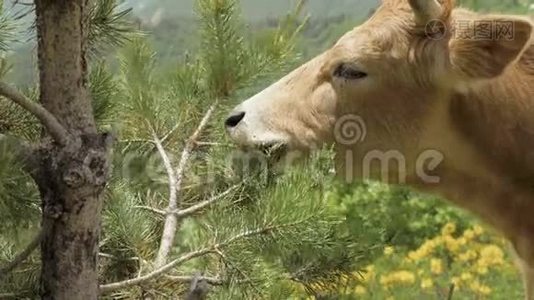 奶牛在佐治亚州高加索山区吃云杉针视频