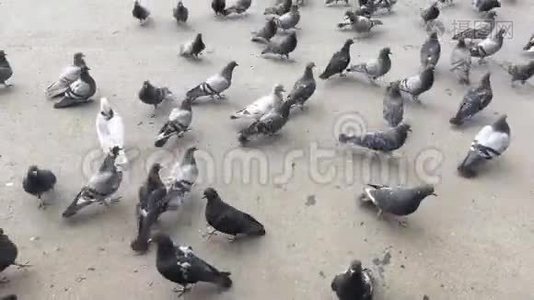 一群饥饿的鸽子在地上奔跑，吃面包和种子。视频
