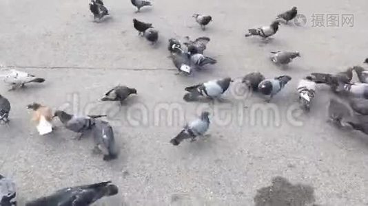 一群饥饿的鸽子在地上奔跑，吃面包和种子。视频