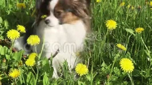 美丽的狗皮龙坐在绿色的草坪与蒲公英和吃草股票视频视频视频