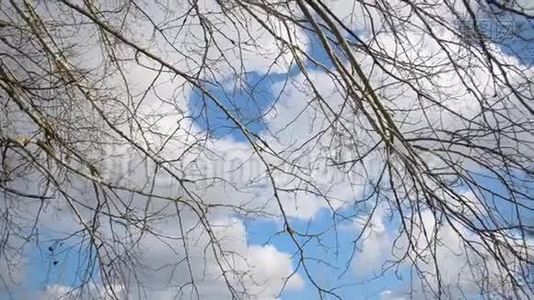 蓝天背景上的树枝，高高的在天空中，飞翔的白云被太阳照亮视频