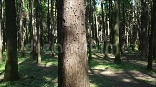 阳光明媚的夏日，水杉林中的树木随风摇曳。视频