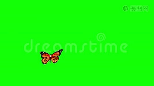橙色蝴蝶飞绿色屏幕3D渲染动画视频