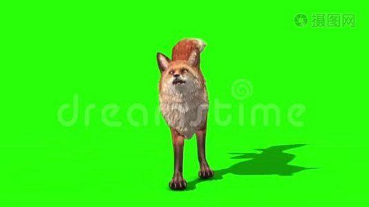 福克斯Runcycle前绿色屏幕3D动画动物视频
