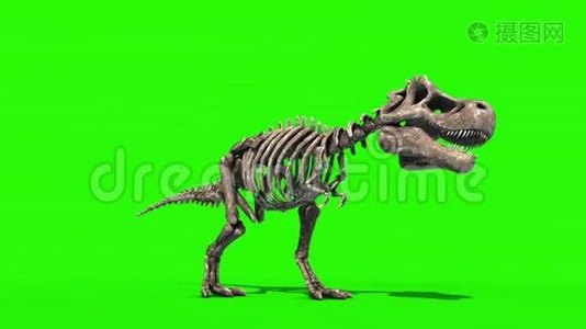 TREX骨架攻击侏罗纪前世界三维显示绿色屏幕视频