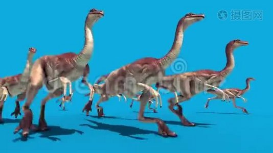 侏罗纪世界集团Gallimimus WalkCycle蓝屏3D渲染动画视频