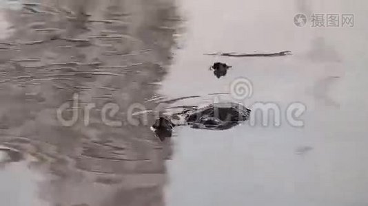 池塘里的海龟视频
