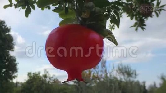 寂寞成熟的红石榴在花园的树枝上摇曳视频