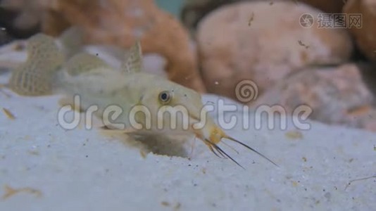 一些猫在水族馆游泳视频