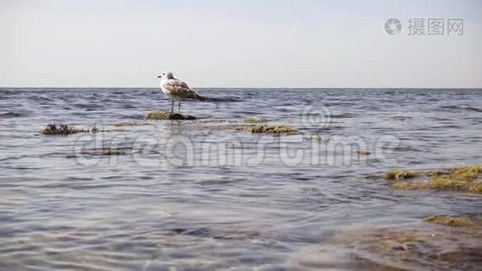 在海水的岩石上缓慢移动一只海鸥视频