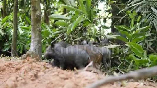 野猪与妈妈猪在泰国丛林。 4K.视频