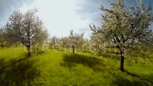 飞越春天树木植物自然背景夏季鸟瞰视频