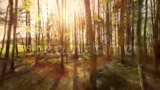 森林树木植物自然背景夏季鸟瞰森林树木视频