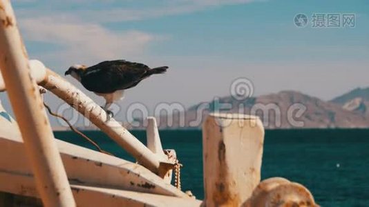 在红海的背景下，海鸟在船尾`弓和防御视频