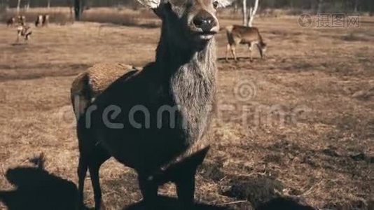 一群野鹿在，一群野鹿在草地上散步。 许多鹿在田里喂草.视频