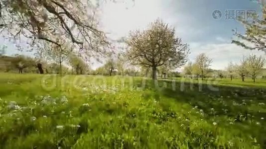 春季树木种植自然背景夏季鸟瞰视频