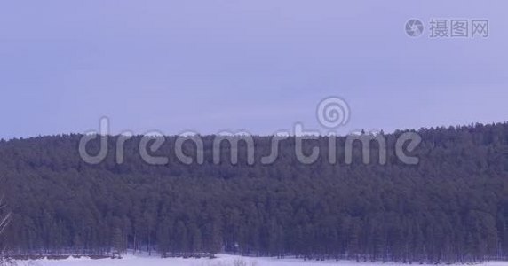 冰霜中的森林。 冬季景观。 白雪覆盖的树木。 桦树林覆盖着雪和雾。 冬季景色视频
