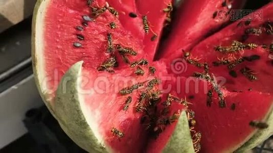 黄蜂吃西瓜。 切西瓜视频
