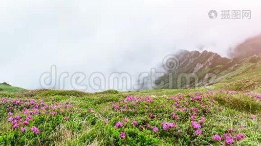 夏日山上神奇的粉色杜鹃花.. 低云低雾..视频