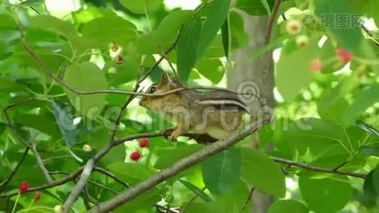 年轻的花栗鼠躲在树枝上视频