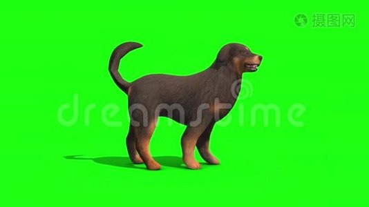 黑色大狗侧绿屏3D渲染动画视频