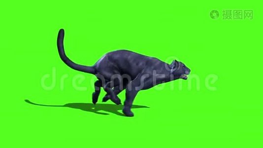 黑豹猫猫草绿色屏幕边3D渲染动画动物视频