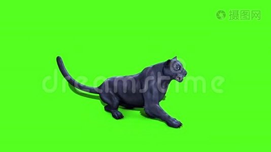 黑豹猫恢复绿色屏幕顶部3D渲染动画动物视频