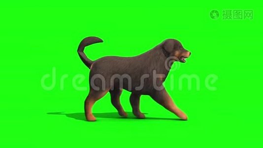 黑色大狗走行周期侧绿色屏幕3D渲染动画视频