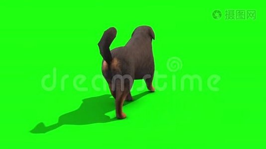黑色大狗走行环背面绿色屏幕3D渲染动画视频