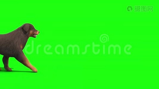黑大狗走绿屏3D渲染动画视频