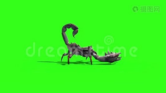 动物天蝎座步行环侧绿色屏幕3D渲染视频