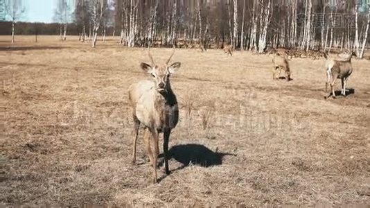 可爱的小鹿站在田野上咀嚼。 野鹿在秋天的草地上觅食。视频