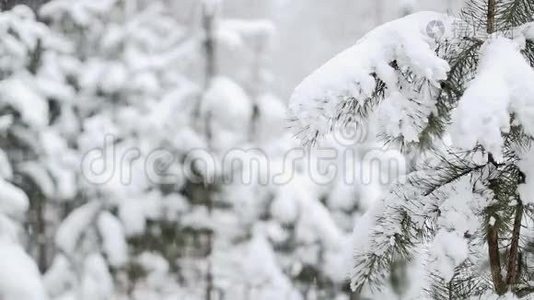 森林里的雪视频