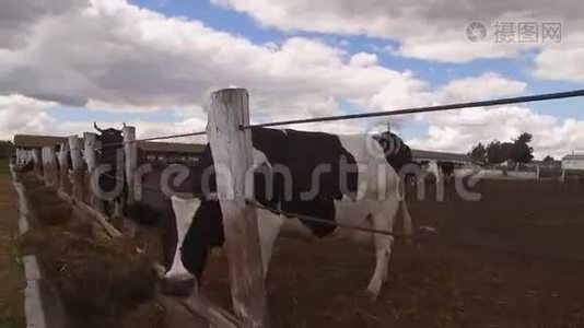 围栏附近的一群奶牛。视频