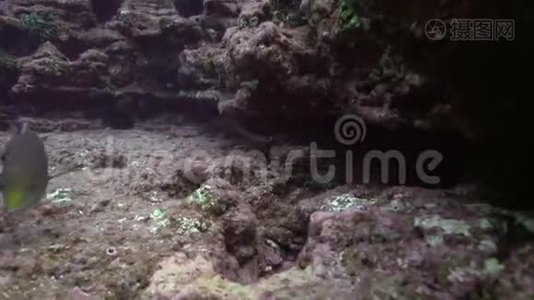 雷维莱盖多群岛圣贝代迪托岛附近的El锅炉岩石中的索科罗刺龙虾视频