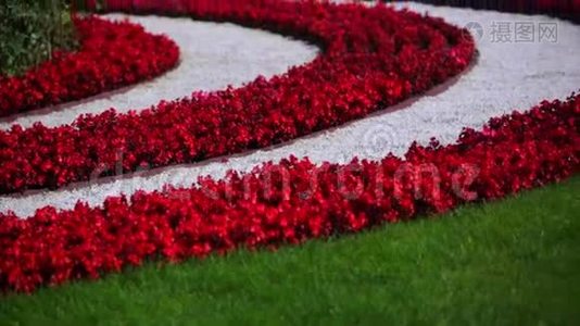 带条纹的红花床。视频