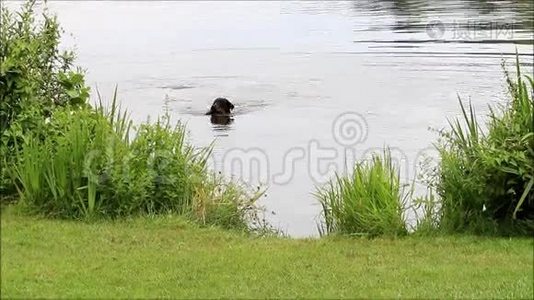 一只狗在水里用棍子玩耍视频