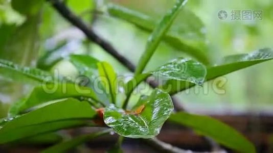 雨点滴在热带树叶上视频