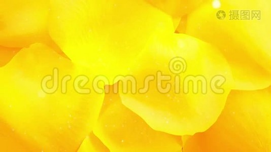 黄色玫瑰花瓣背景.视频