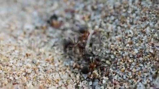 两只蚂蚁拖着蚊子捕食的食物视频