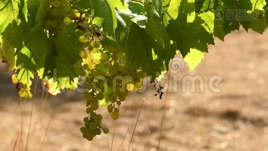 在一个阳光明媚的日子里，在钱安蒂葡萄园里放着一捆白葡萄。 意大利托斯卡纳。 4KUHD视频。视频
