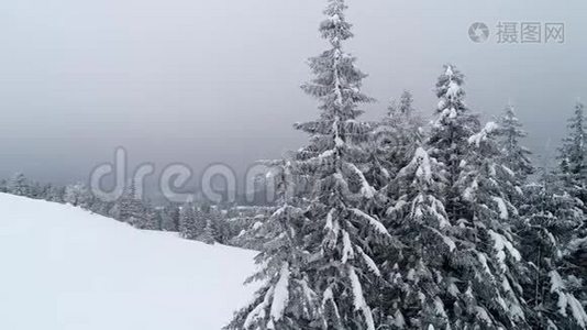 茂密的老云杉树生长在雪坡上视频