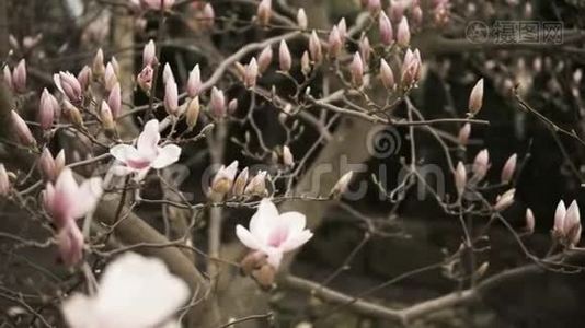粉玉兰开花植物视频