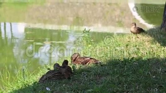 池塘上的野鸭视频