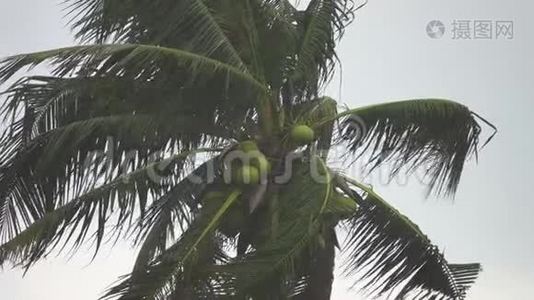 大雨下的棕榈树视频